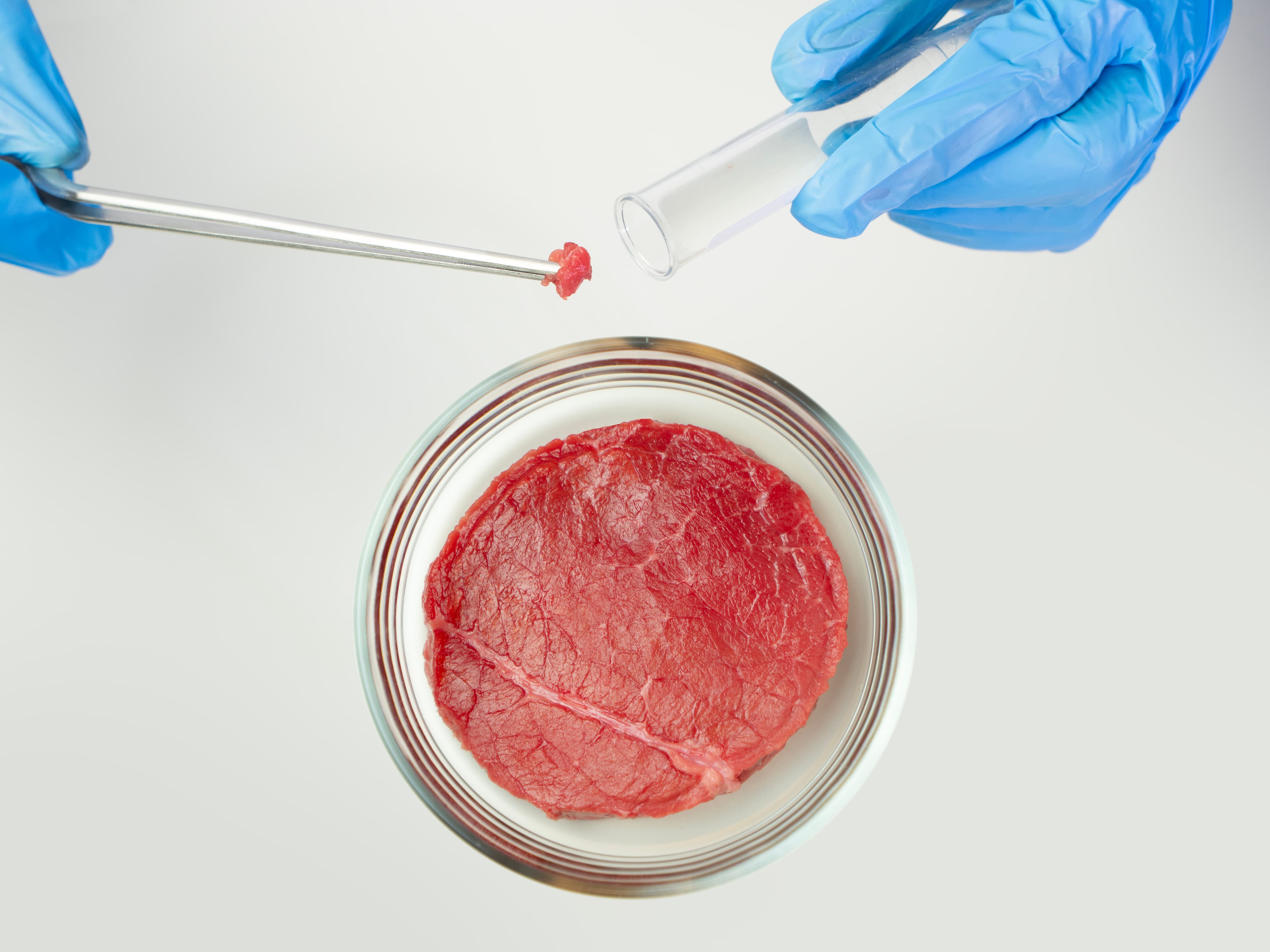 Meat substitute in a Petri dish